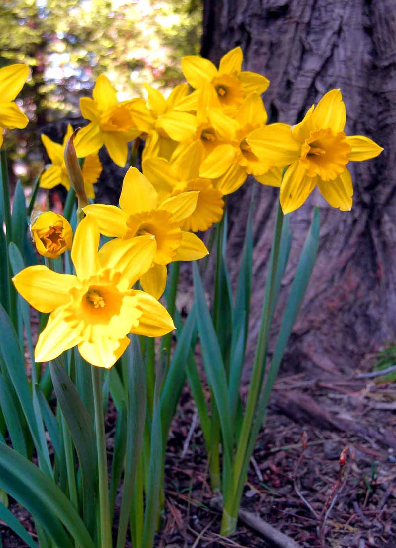 Heirloom (Heirloom Daffodil) seeds for planting in home garden