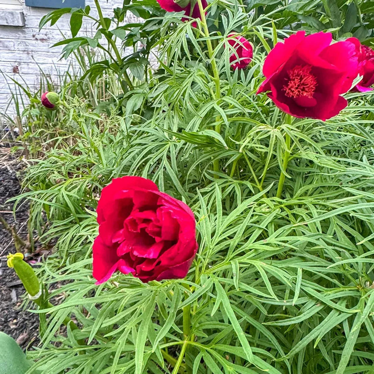 Fern Leaf Peony Flower seeds for Planting - Shade Tolerant, Heirloom & GMO Free Seeds for Home Garden