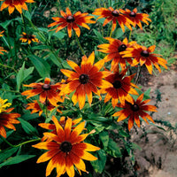 Chocolate Orange Rudbeckia Flower Seeds for Planting  Vibrant Blooms for Your Garden