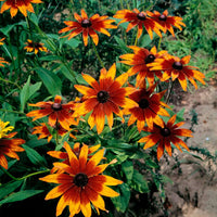 Orange Rudbeckia Flower seeds for Planting - Easy to Grow, Heirloom & GMO Free Seeds for Home Garden