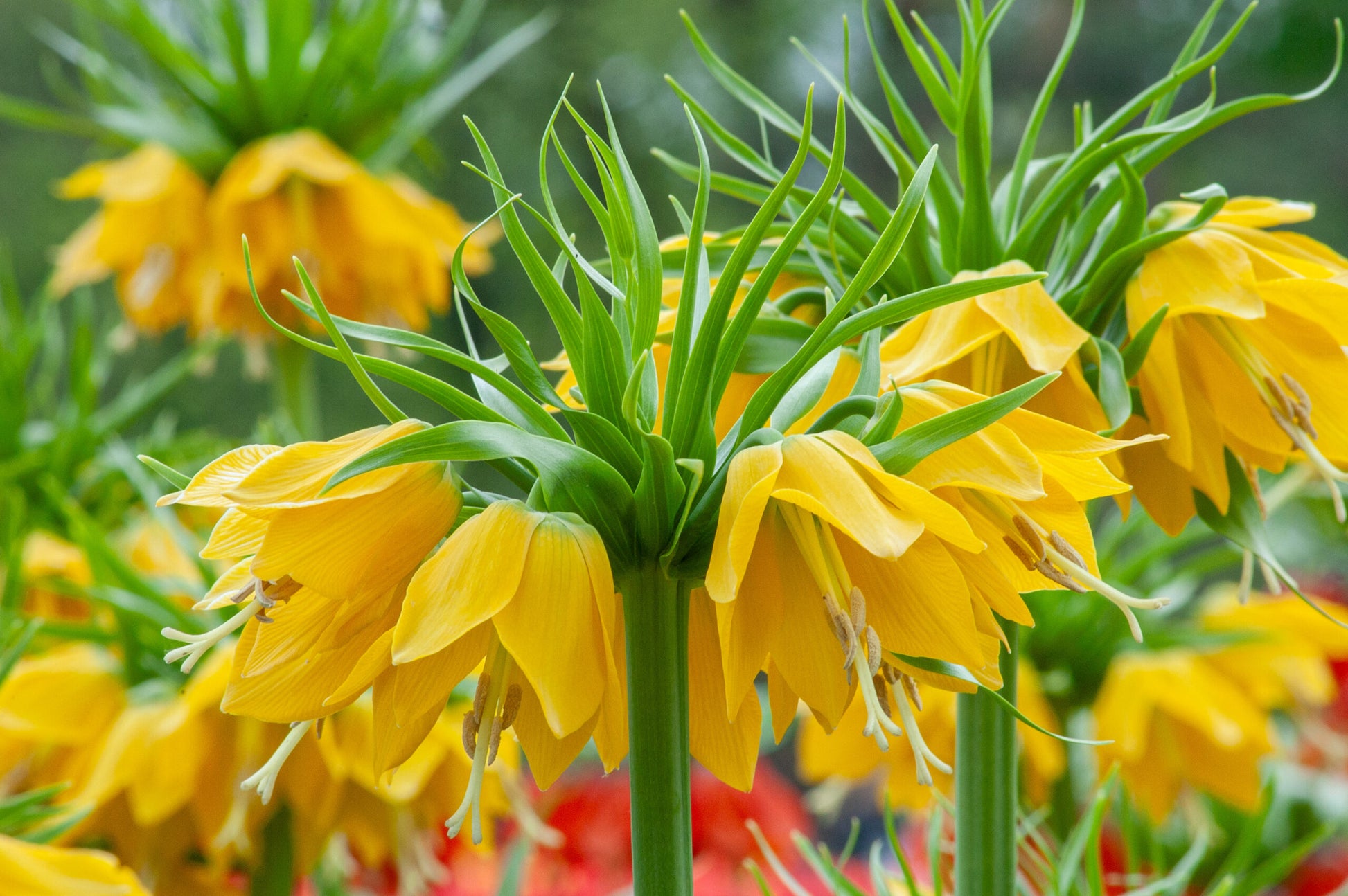 Yellow Imperial Crown Seeds for Stunning Yellow Flowers