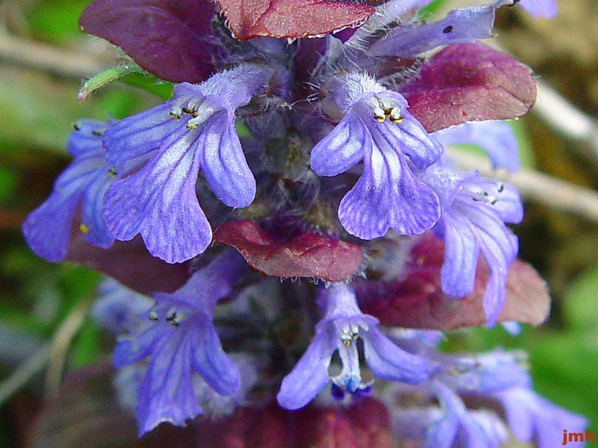 Bugle Flower seeds for Planting - Hardy Variety, Heirloom & GMO Free Seeds for Home Garden