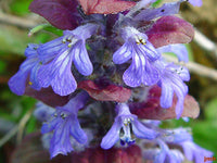 Bugle Flower seeds for Planting - Hardy Variety, Heirloom & GMO Free Seeds for Home Garden
