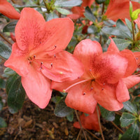 Orange Azalea Rhododendron Simsii Bonsai Flower seeds for Planting Cut Flower Favorite Heirloom & GMO Free Seeds for Home Garden