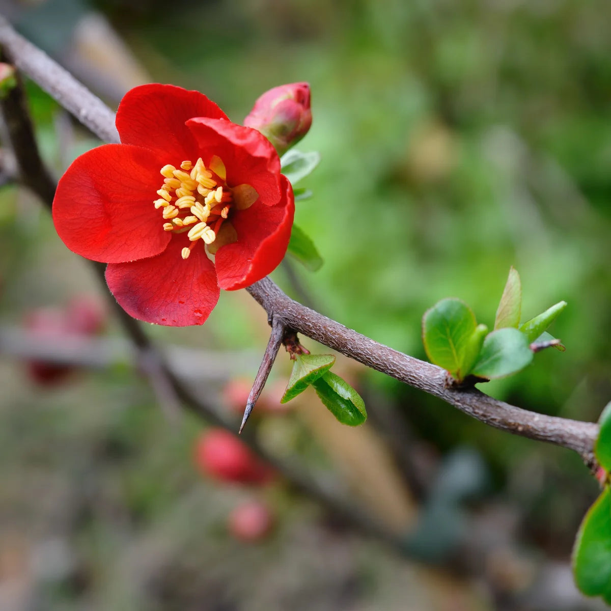 Red Chaenomeles Flower seeds for Planting - Perfect for Borders, Heirloom & GMO Free Seeds for Home Garden