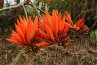 Red Sophora Flower seeds for Planting Easy to Grow Heirloom & GMO Free Seeds for Home Garden 
 
 Sale