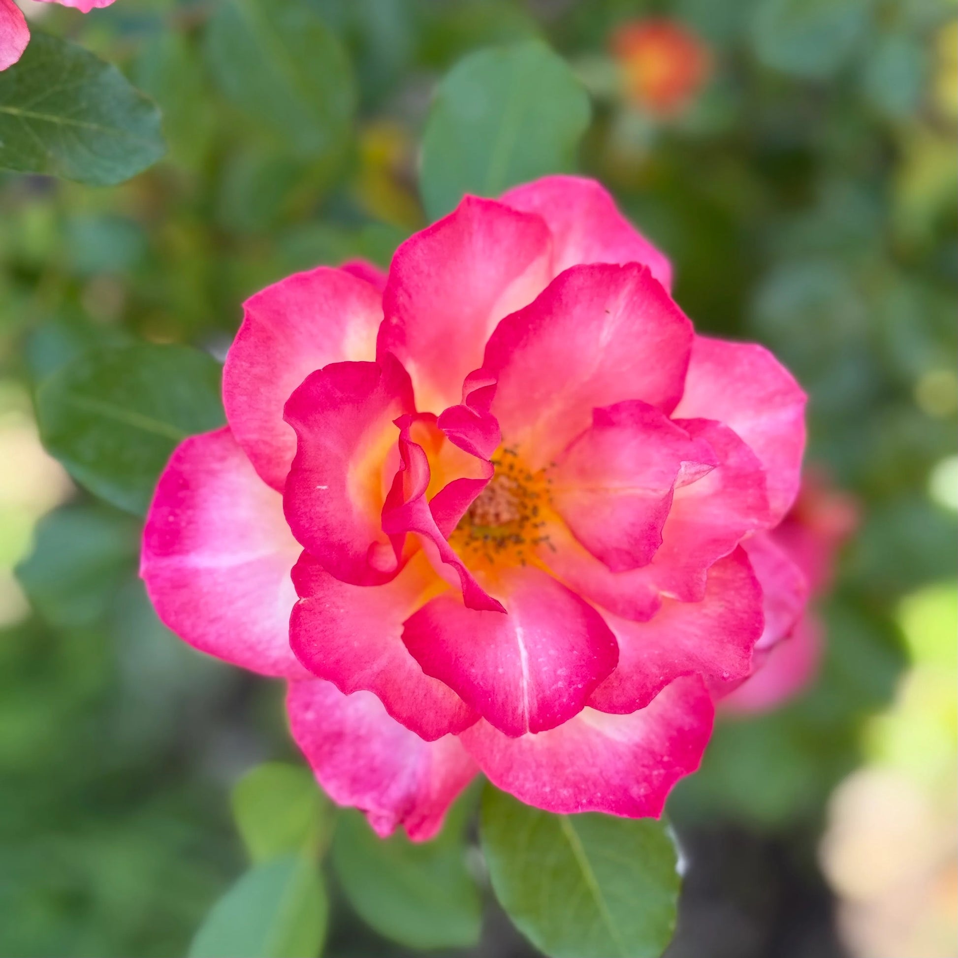 Sorbet Roses Floribunda Flower seeds for Planting Pollinator Friendly Heirloom & GMO Free Seeds for Home Garden