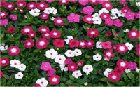 Vinca Pacifica XP Bold Mix Seeds for Bright Garden Colors