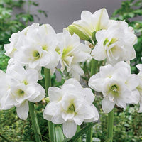 White Amaryllis Barbados Seeds for Planting Cottage Garden Essential Heirloom & GMO Free Seeds for Home Garden
 
 Sale