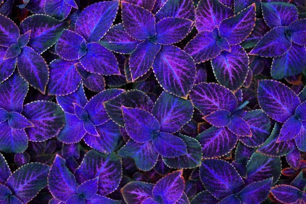 Violet Coleus Flower seeds for Planting Garden Favorite Heirloom & GMO Free Seeds for Home Garden