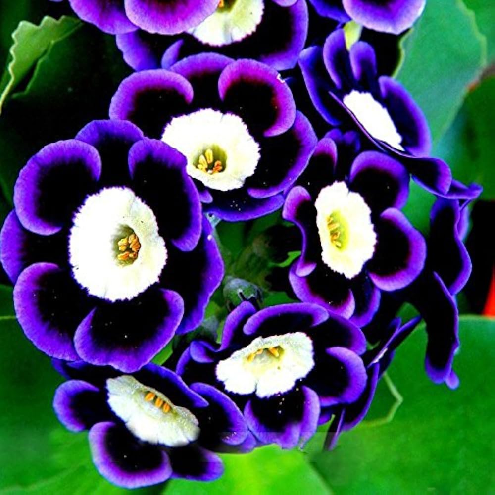 Blue Black Phantom Flower Seeds for Planting
