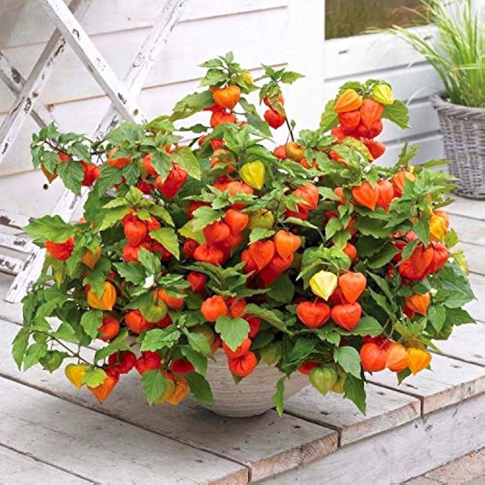 Peruvian Ground Cherry (Physalis Peruviana) Cape Gooseberry Fruit & Veggie Seeds