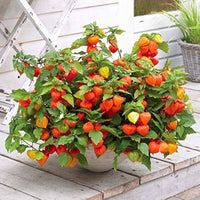 Peruvian Ground Cherry (Physalis Peruviana) Cape Gooseberry Fruit & Veggie Seeds