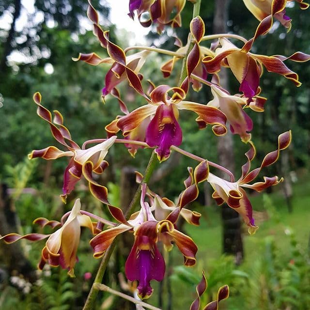 Brown Dendrobium Flower seeds for Planting Shade Tolerant Heirloom & GMO Free Seeds for Home Garden 
 
 Sale