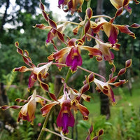 Brown Dendrobium Flower seeds for Planting Shade Tolerant Heirloom & GMO Free Seeds for Home Garden 
 
 Sale