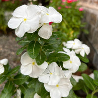 White Catharanthus Flower seeds for Planting - Wildflower Mix, Heirloom & GMO Free Seeds for Home Garden