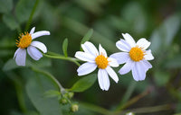 Spanish Needles Flower seeds for Planting Easy to Grow Heirloom & GMO Free Seeds for Home Garden