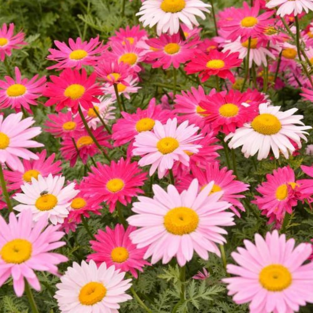 Mixed Pyrethrum Flower Seeds for Planting Wildflower Mix Heirloom & GMO Free Seeds for Home Garden
 
 Sale