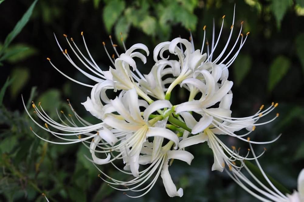 White Lycoris Flower seeds for Planting - Cut Flower Favorite, Heirloom & GMO Free Seeds for Home Garden