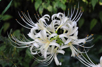 White Lycoris Flower seeds for Planting - Cut Flower Favorite, Heirloom & GMO Free Seeds for Home Garden