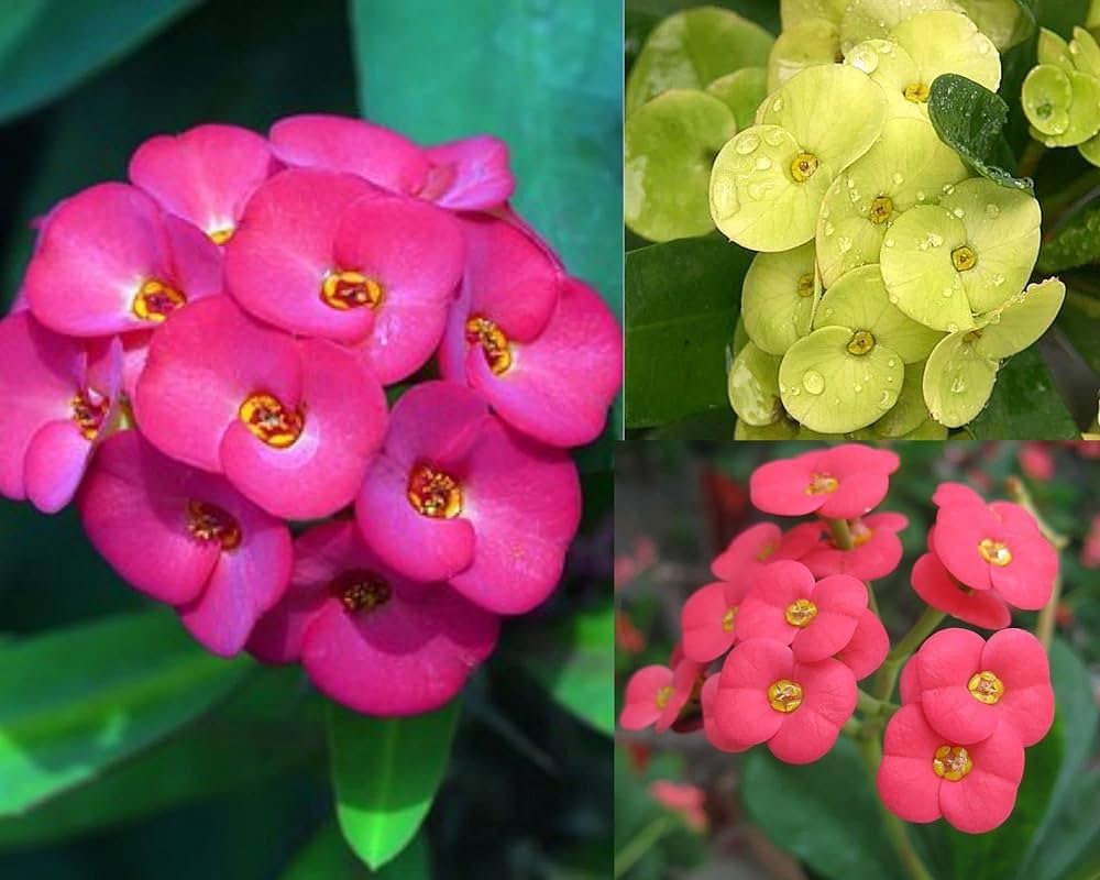 Mixed Euphorbia Milii Hybrid Flower seeds for Planting - Premium Quality, Heirloom & GMO Free Seeds for Home Garden