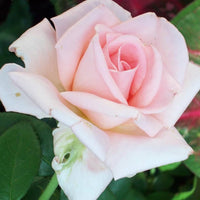 Pink Dawn Rose Flower seeds for Planting - Perfect for Borders, Heirloom & GMO Free Seeds for Home Garden