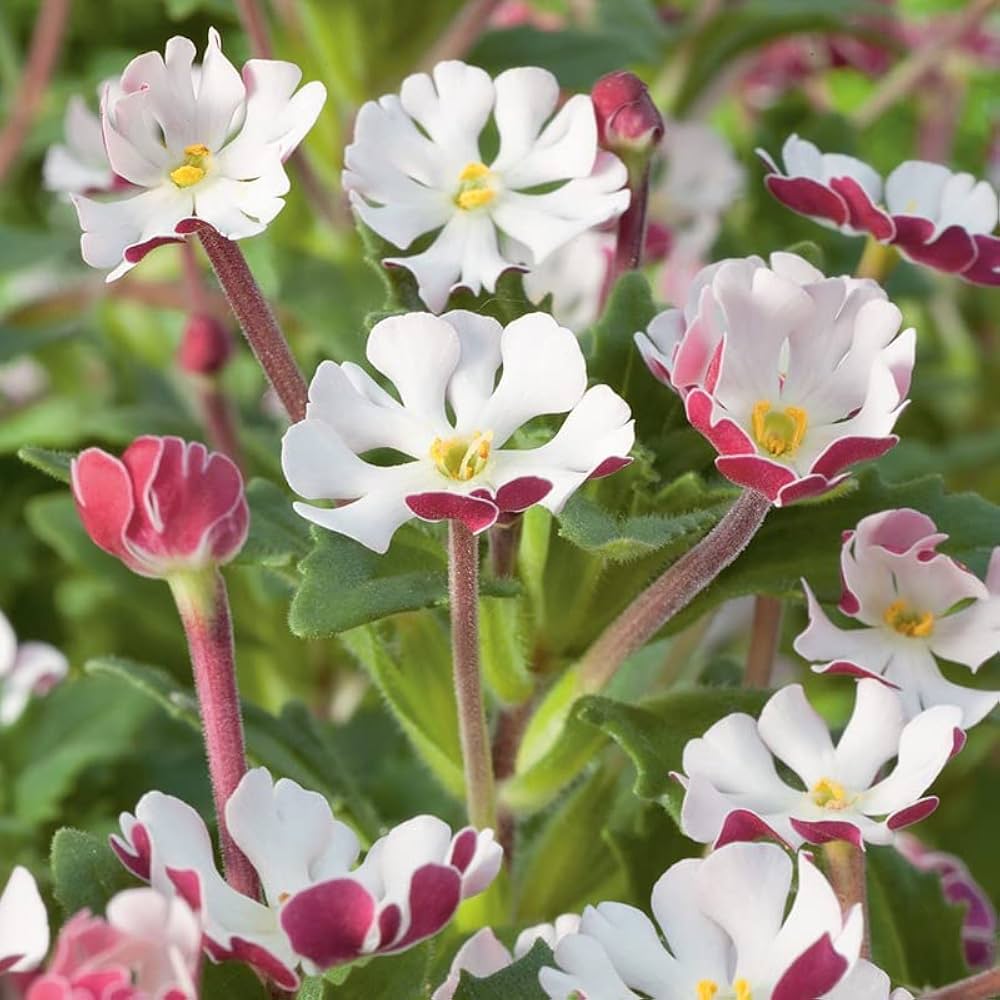 White Zaluzianskya Flower Planting - Seed for Beautiful Blossoms in Your Garden