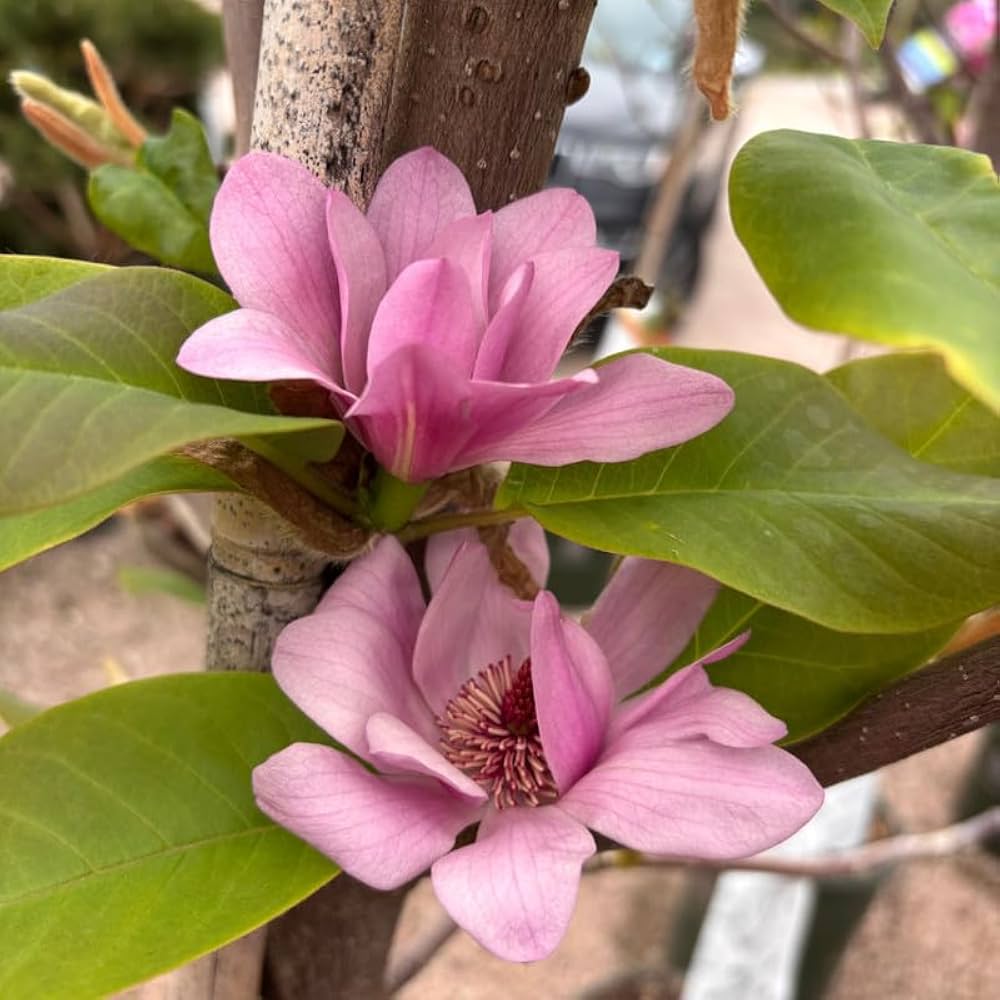 Magnolia Flower seeds for Planting - Easy to Grow, Heirloom & GMO Free Seeds for Home Garden