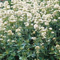 White Jupiter’s Beard Seeds – Centranthus Perennial Flowers for Pollinators