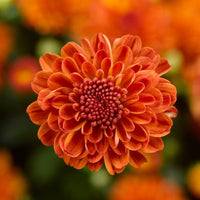 Deep Orange Chrysanthemum Flower seeds for Planting - Sun Loving, Heirloom & GMO Free Seeds for Home Garden
 
 Sale for planting in home garden.