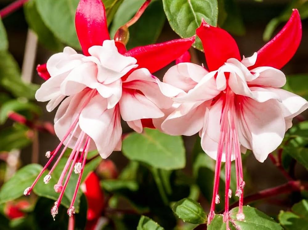 Pink White Fuchsia Flower Seeds Garden Favorite Heirloom & GMO Free Seeds for Home Garden
 
 Sale