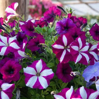 Climbing Petunia Petunia hybrida Seeds for Planting trellis garden floral display