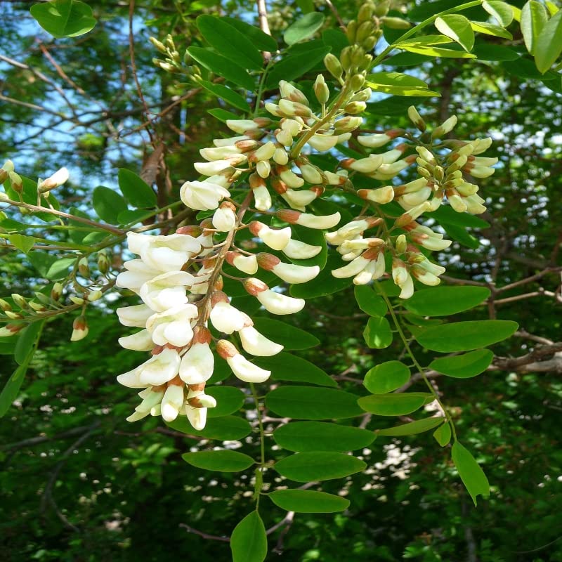 Robinia Flower seeds for Planting - Long Bloom Season, Heirloom & GMO Free Seeds for Home Garden
 
 Sale seeds for planting in home garden