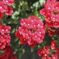 Verbena Hybrida Seeds for Beautiful Perennial Flower Blooms
