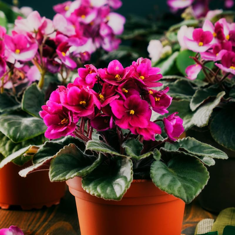 Red Saintpaulia Flower seeds for Planting Shade Tolerant Heirloom & GMO Free Seeds for Home Garden 
 
 Sale