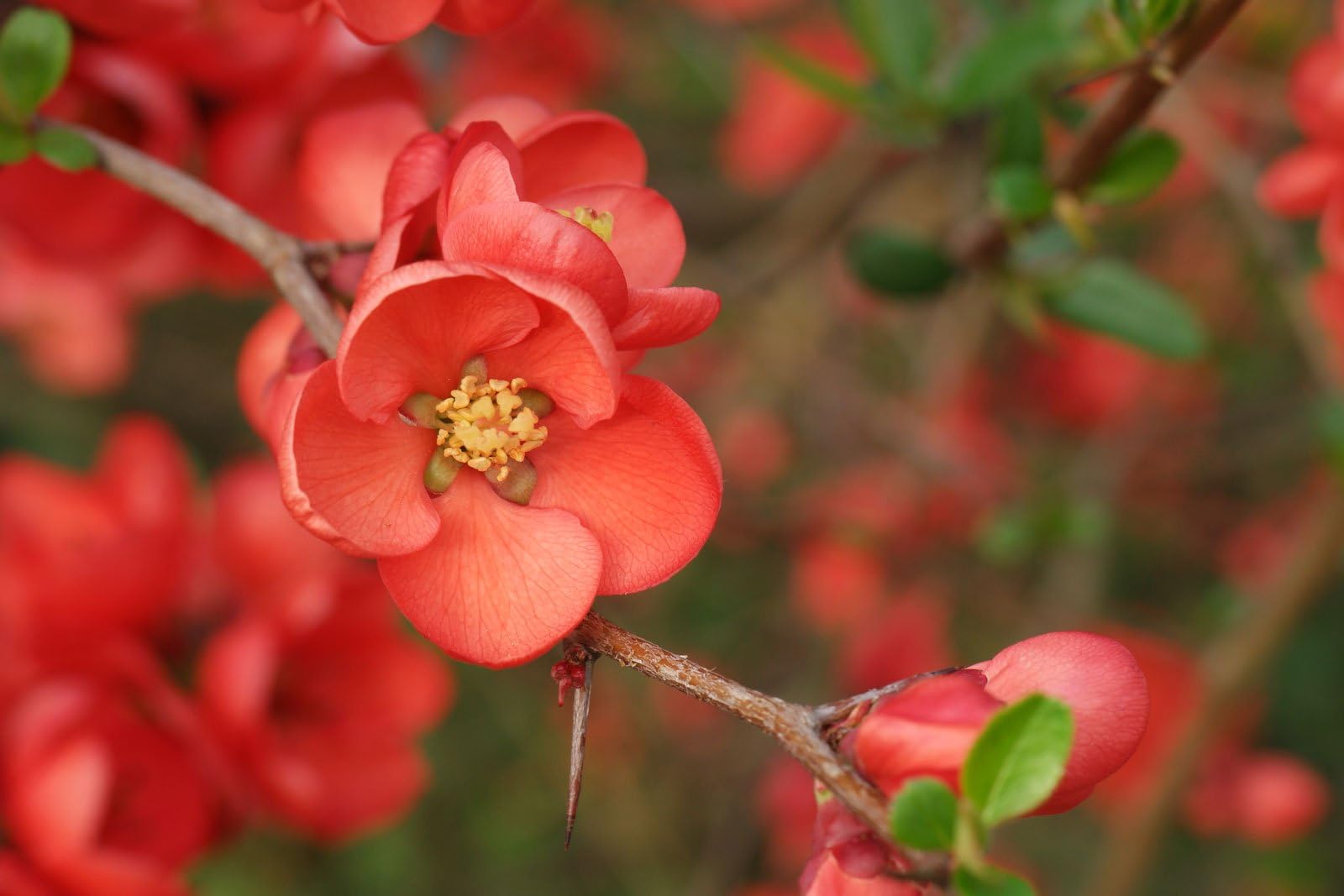 Orange Chaenomeles Flower Seeds for Planting  Vibrant Blooms