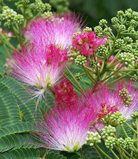 Pink Julibrissin Flower seeds for Planting - Hardy Variety, Heirloom & GMO Free Seeds for Home Garden