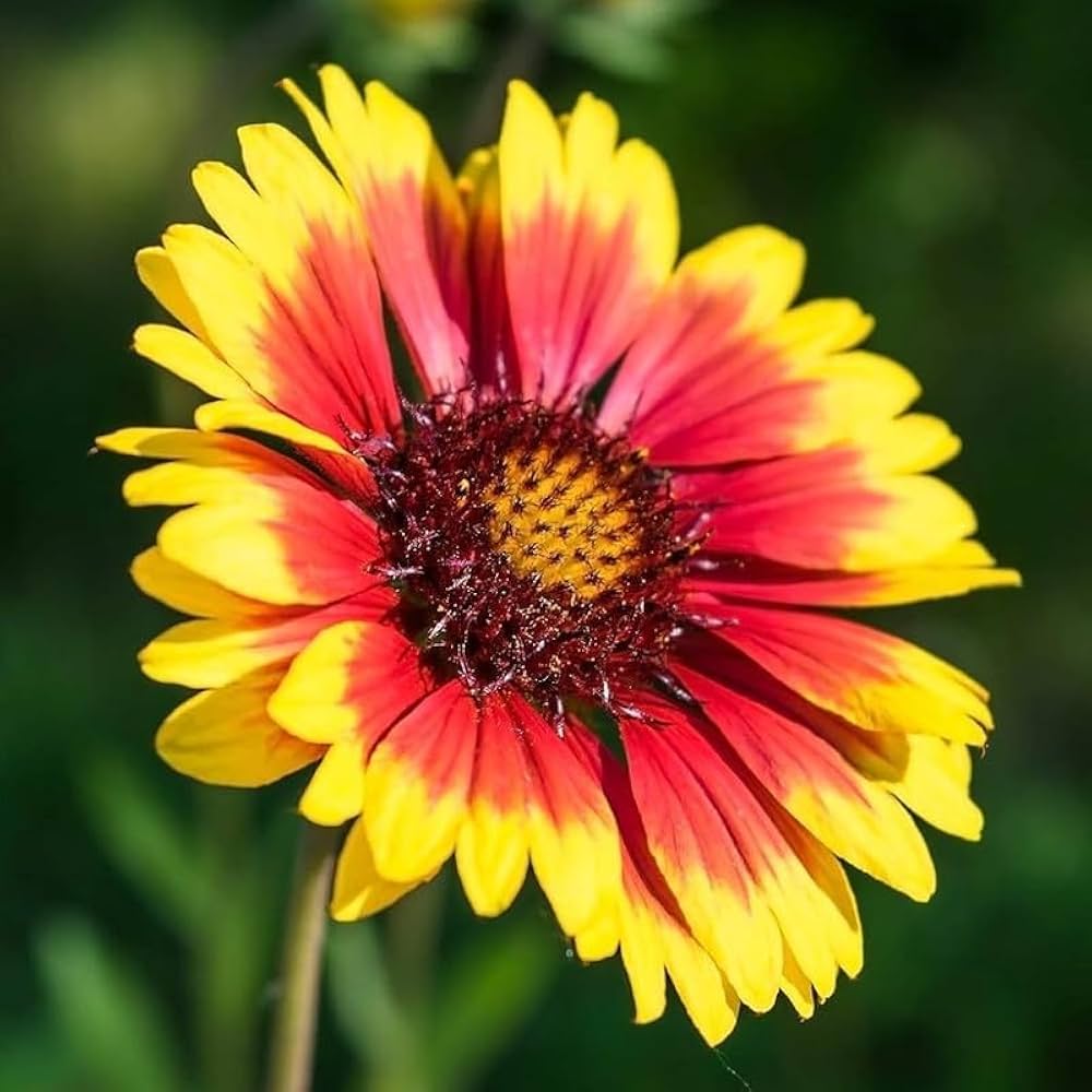 Gaillardia Pulchella Flower seeds for Planting Drought Tolerant Heirloom & GMO Free Seeds for Home Garden