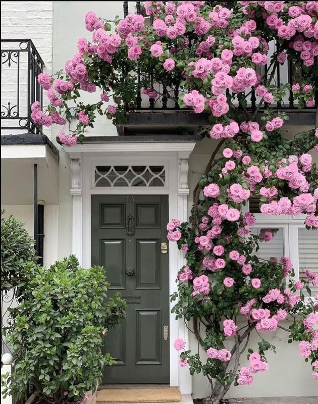 Light Pink Climbing Rose Seeds Flower seeds for Planting Fragrant Blossoms Heirloom & GMO Free Seeds for Home Garden