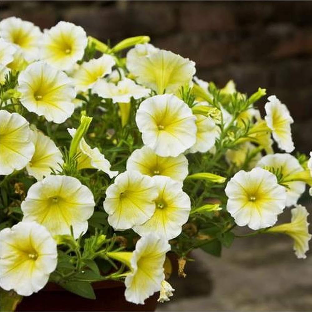 Yellow & White Heirloom Petunia Flower seeds for Planting - Bright Blooms, Heirloom & GMO Free Seeds for Home Garden