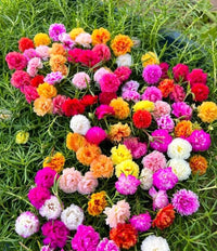Moss Rose Flower seeds for Planting Perfect for Borders Heirloom & GMO Free Seeds for Home Garden