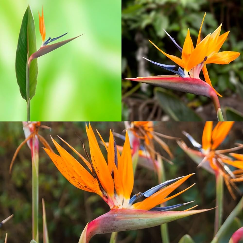 Bird of Paradise Flower seeds for Planting - Drought Tolerant, Heirloom & GMO Free Seeds for Home Garden