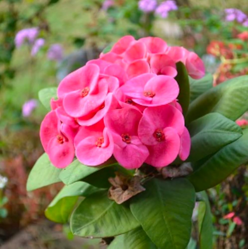 Pink Green Euphorbia Milii Flower seeds for Planting - Seasonal Bloomer, Heirloom & GMO Free Seeds for Home Garden