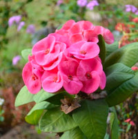 Pink Green Euphorbia Milii Flower seeds for Planting - Seasonal Bloomer, Heirloom & GMO Free Seeds for Home Garden