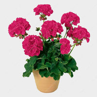 Pelargonium Peltatum Geranium Zimmerpflanzen