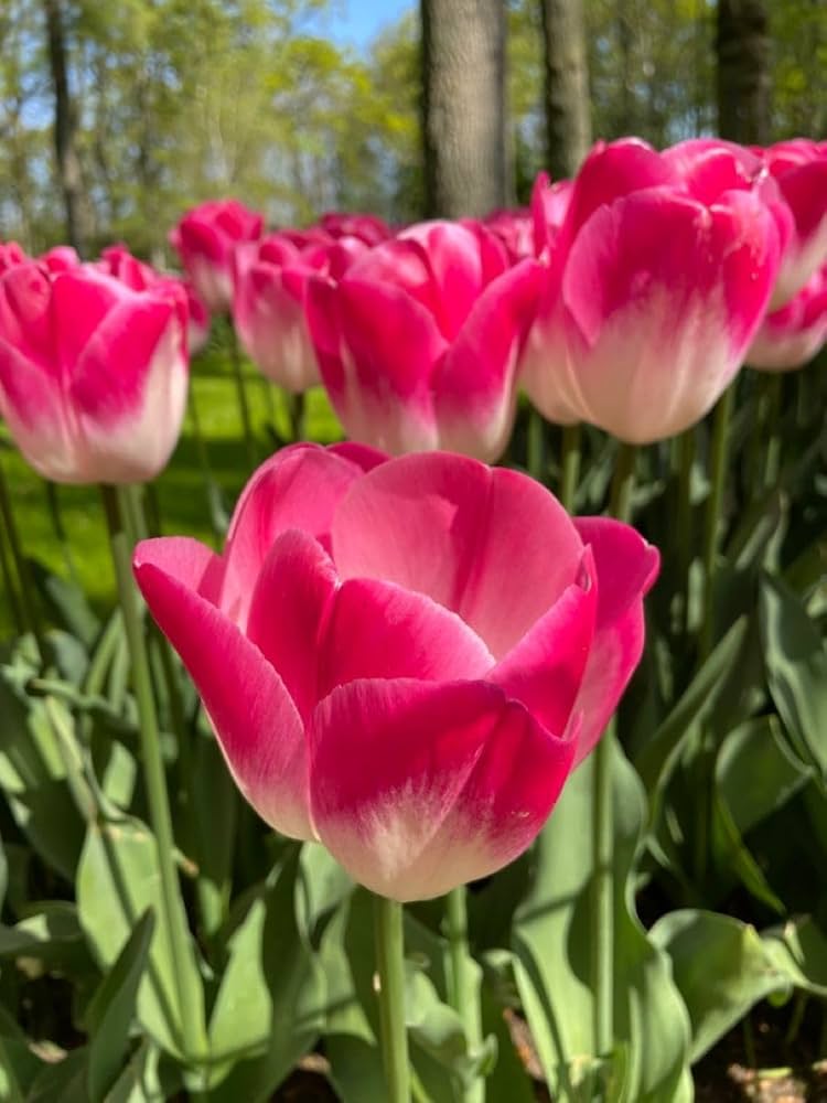 Pink Tulip Flower seeds for Planting Vibrant Colors Heirloom & GMO Free Seeds for Home Garden 
 
 Sale