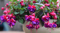 Purple Pink Fuchsia Flower Seeds for Planting Easy to Grow Heirloom & GMO Free Seeds for Home Garden
 
 Sale