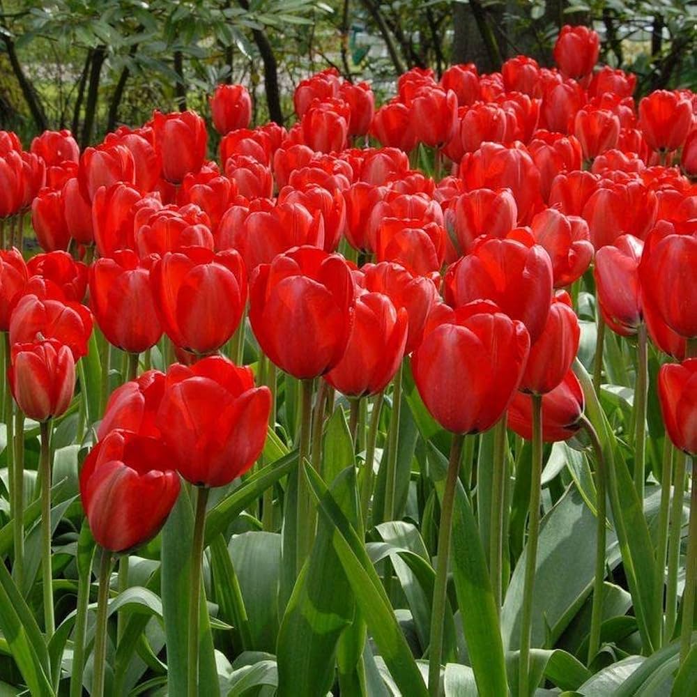 Deep Red Tulip Flower Seeds Bright Blooms Heirloom & GMO Free Seeds for Home Garden
 
 Sale