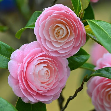 Heirloom Camellia Flower seeds for Planting Cut Flower Favorite Heirloom & GMO Free Seeds for Home Garden
