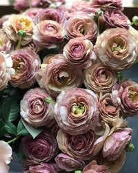 Rosanne 3 Brown Pelleted Lisianthus Flowers Seeds for Planting Heirloom and NonGMO Seeds for Home Garden 
 
 Sale